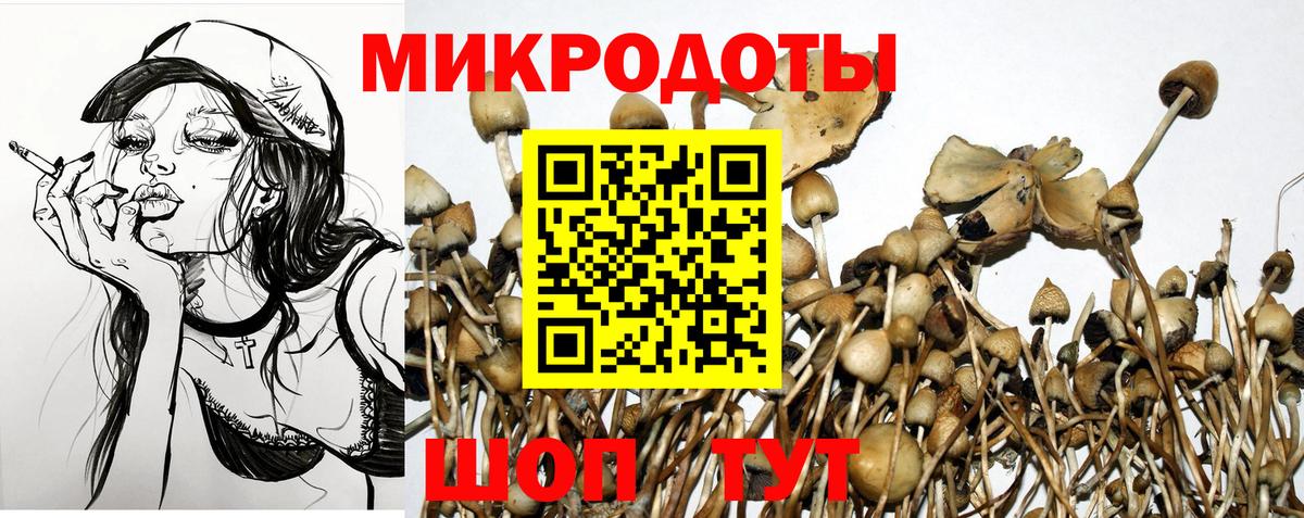 Псилоцибиновые грибы Cubensis Мурино